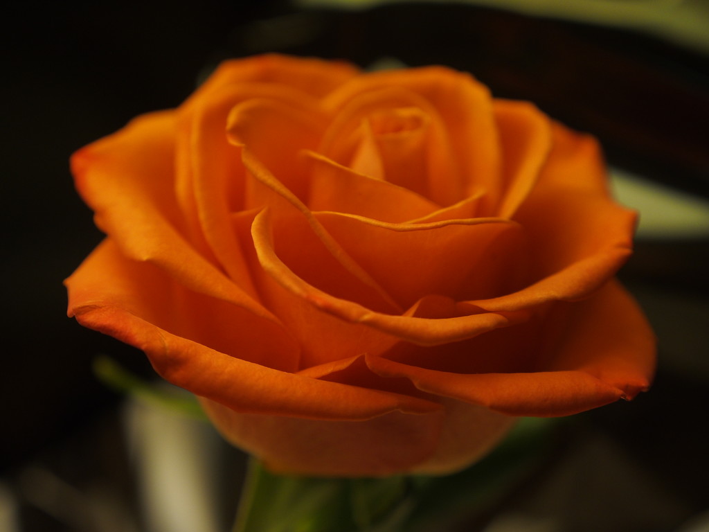 Orange Rose by selkie
