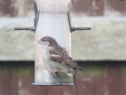 11th Jan 2017 - Garden Visitor - Sparrow