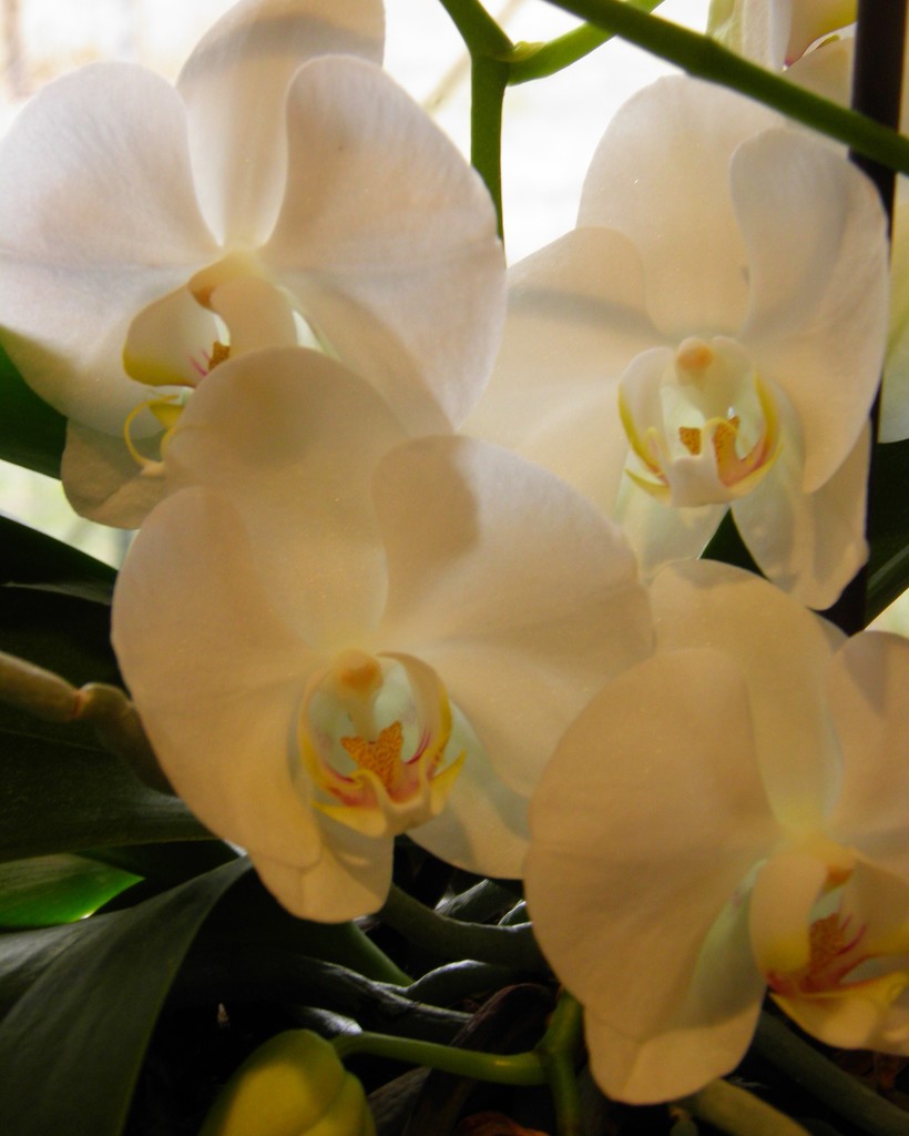 Orchid Quartet by daisymiller