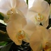 Orchid Quartet by daisymiller