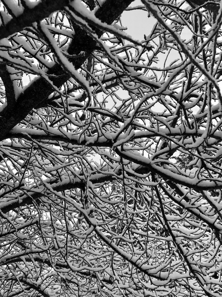 Snowy Branches by dakotakid35