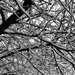 Snowy Branches by dakotakid35