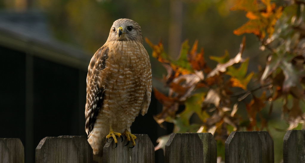My Red Shouldered Hawk Came Back! by rickster549