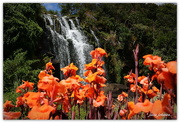 12th Jan 2017 - Waterfall and Canna's...