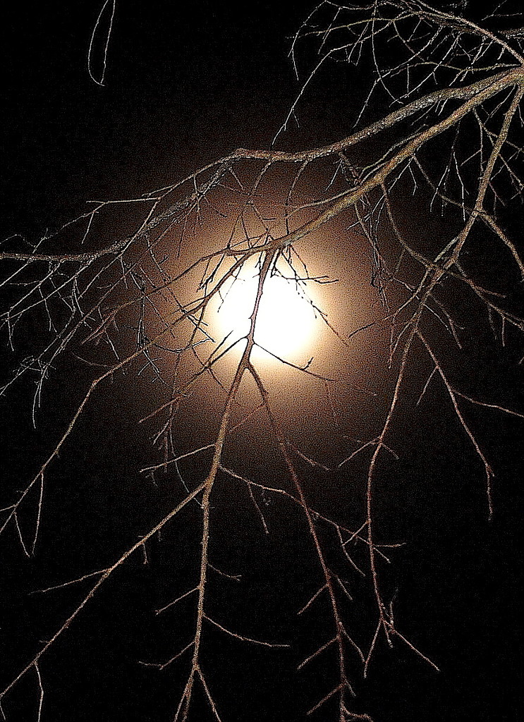 Moon through tree branches by congaree