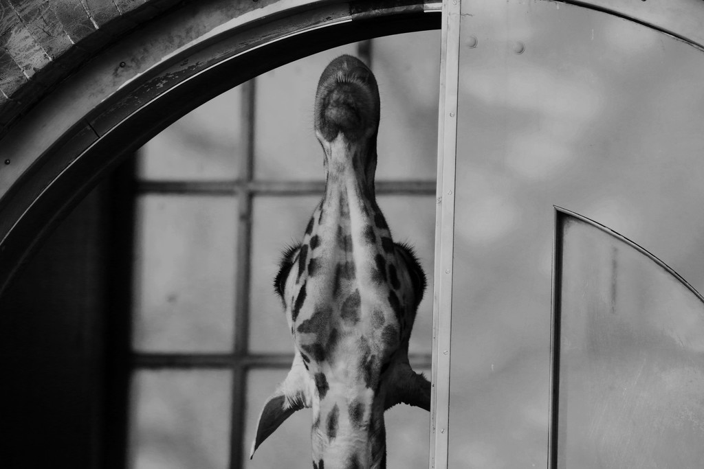 Giraffe looking-up1 by bizziebeeme