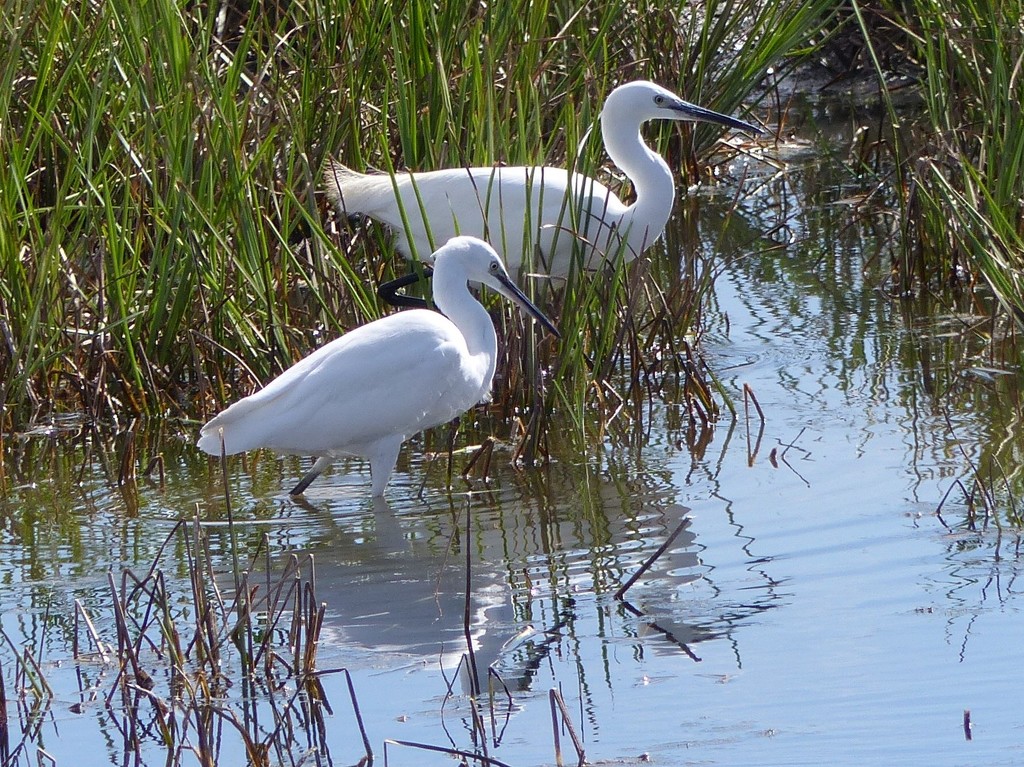 Little Egrets at Rainham Marshes by susiemc