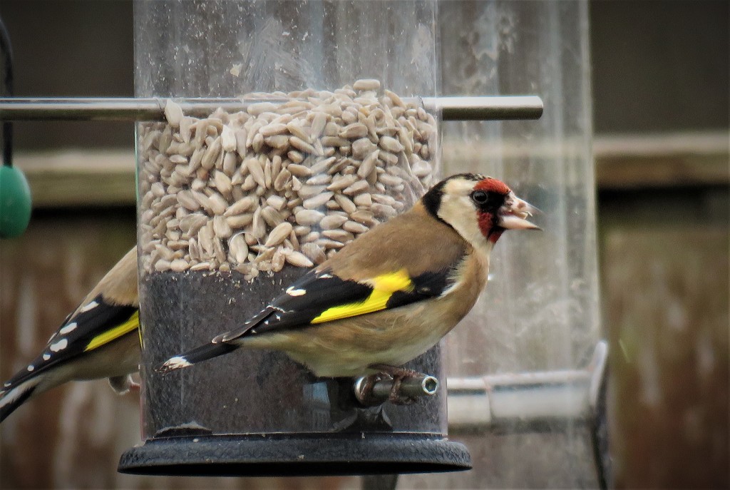 Garden Visitor - Goldfinch by phil_sandford
