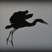 An angry heron by rosiekind