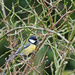 Great Tit by philhendry