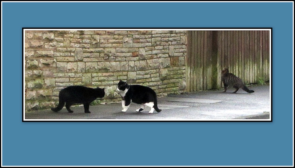 A cat confrontation. by grace55