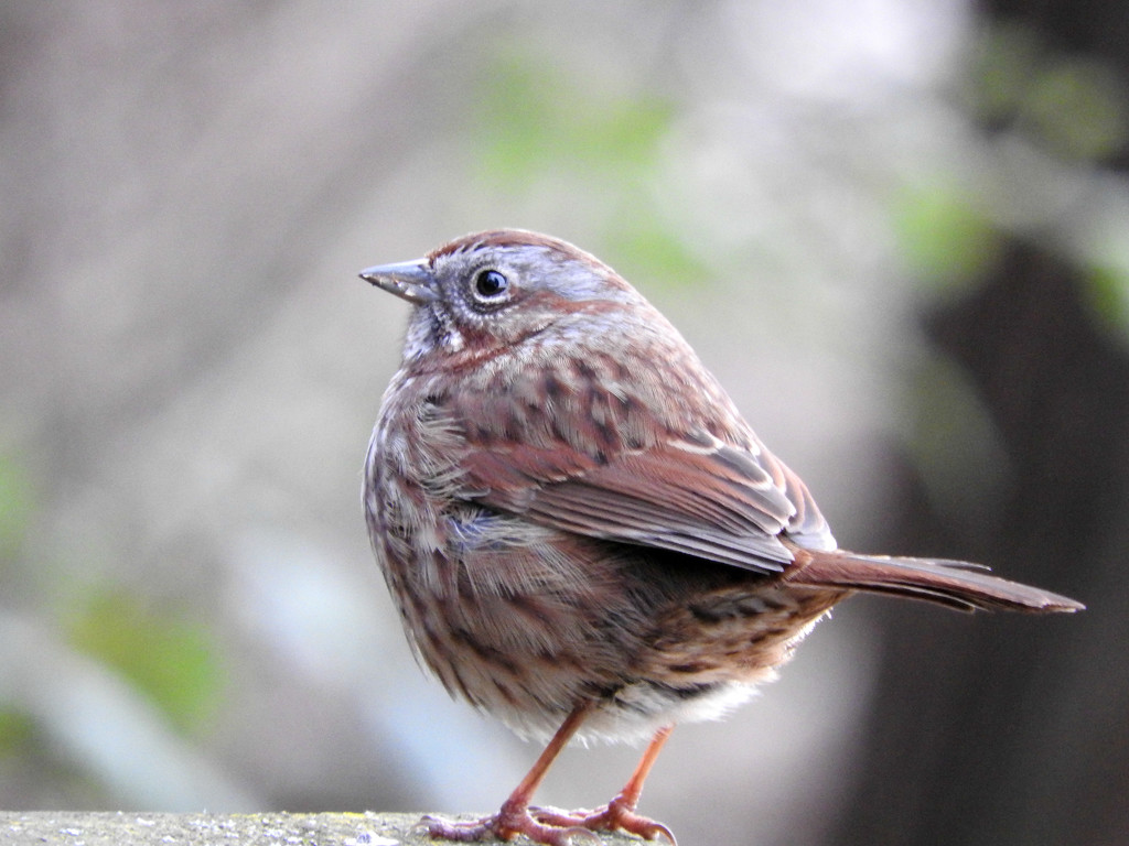 Tiny Sparrow by seattlite