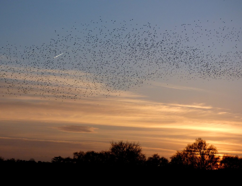 Homecoming starlings by julienne1