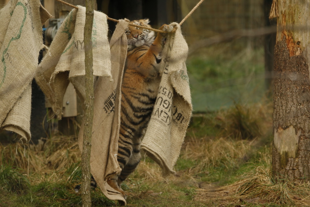 Tiger hanging out the washing! by bizziebeeme