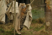 12th Nov 2017 - Tiger hanging out the washing!