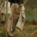 Tiger hanging out the washing! by bizziebeeme