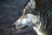 12th Jan 2017 - Wolf Profile