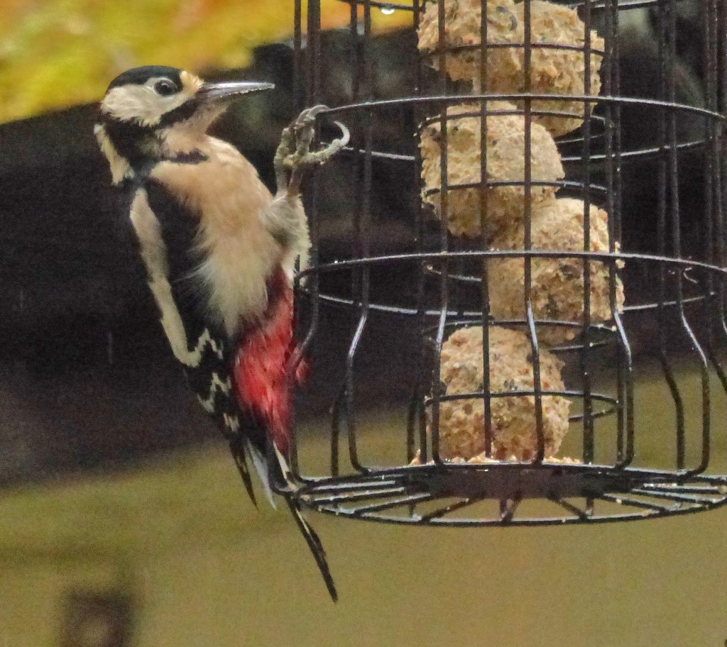  Woodpecker in the Garden 1 by susiemc