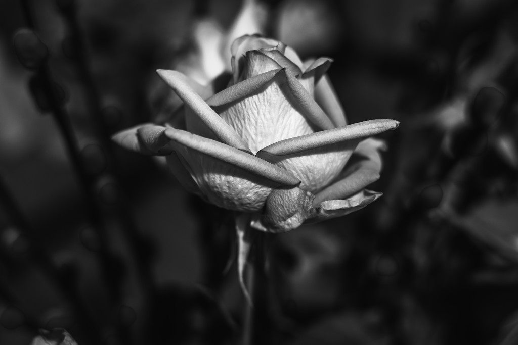Wrinkly Rose by rjb71