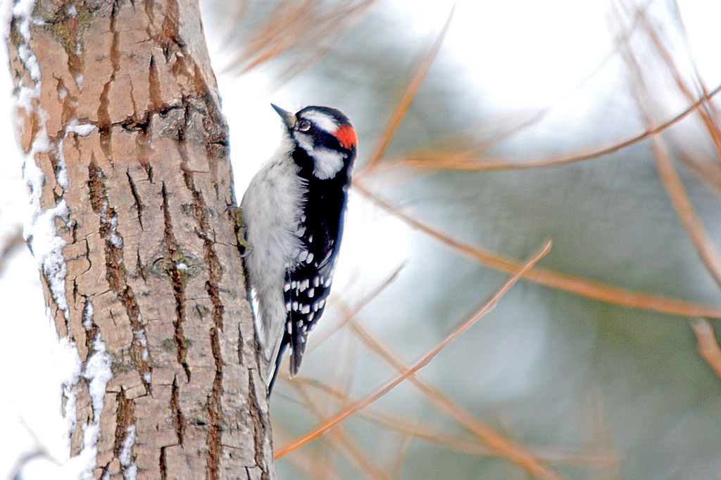 Downy Woodpecker! by fayefaye