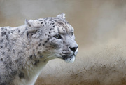12th Jan 2017 - snow leopard