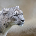 snow leopard by shepherdmanswife