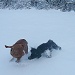 dog snow joy by miranda