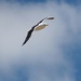 Lone seagull by Dawn