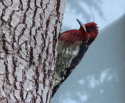 12th Jan 2017 - ~Red-Breasted Sapsucker~