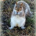 Squirrel on the Common by deborahsimmerman