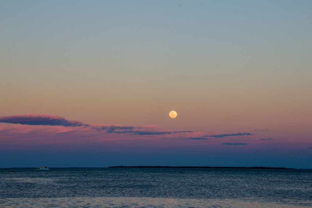 Supermoon rising by corymbia