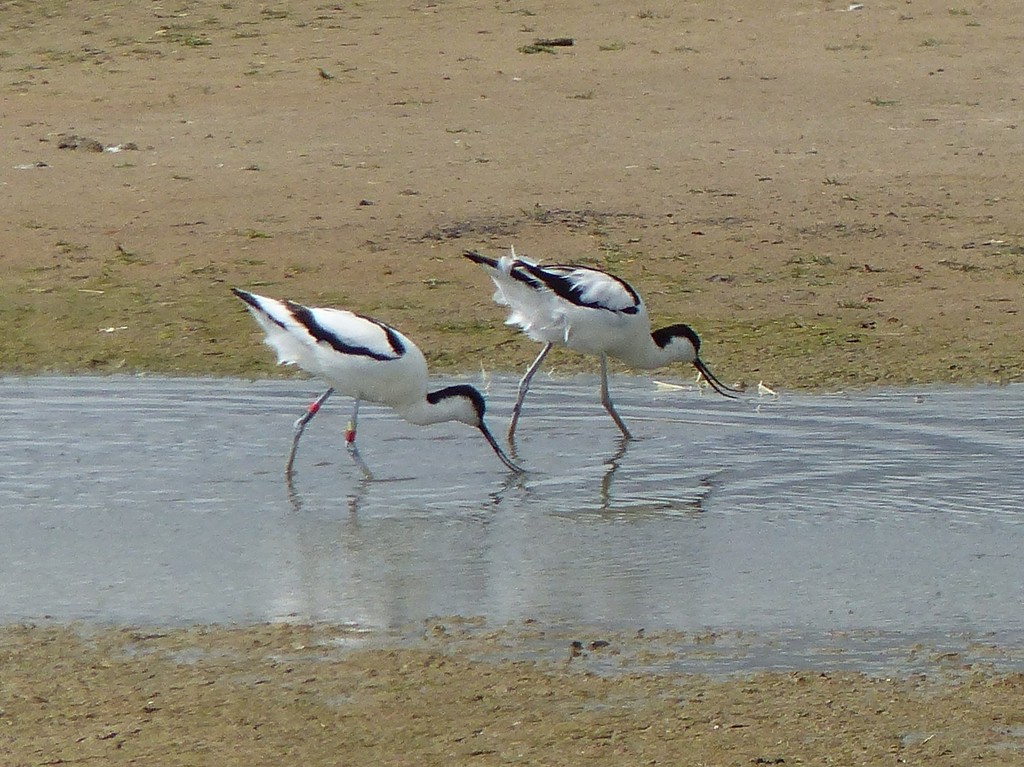  More Avocets at Minsmere  by susiemc