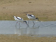 3rd Jan 2017 -  More Avocets at Minsmere 
