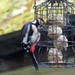  Woodpecker in the Garden 2  by susiemc