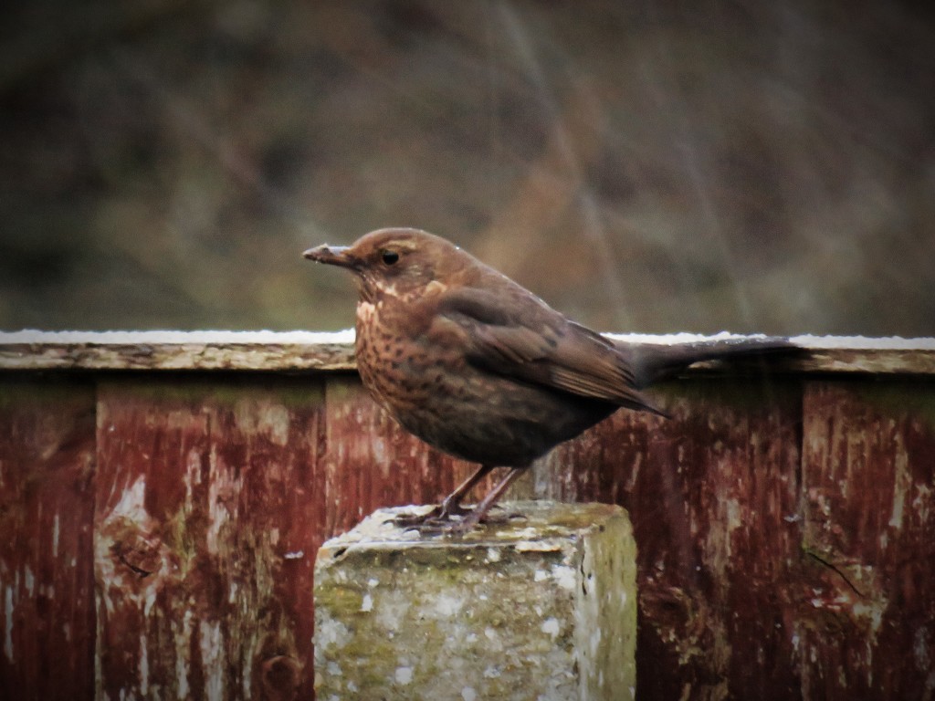Garden Visitor - Blackbird (Female) by phil_sandford