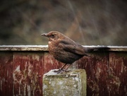 13th Jan 2017 - Garden Visitor - Blackbird (Female)