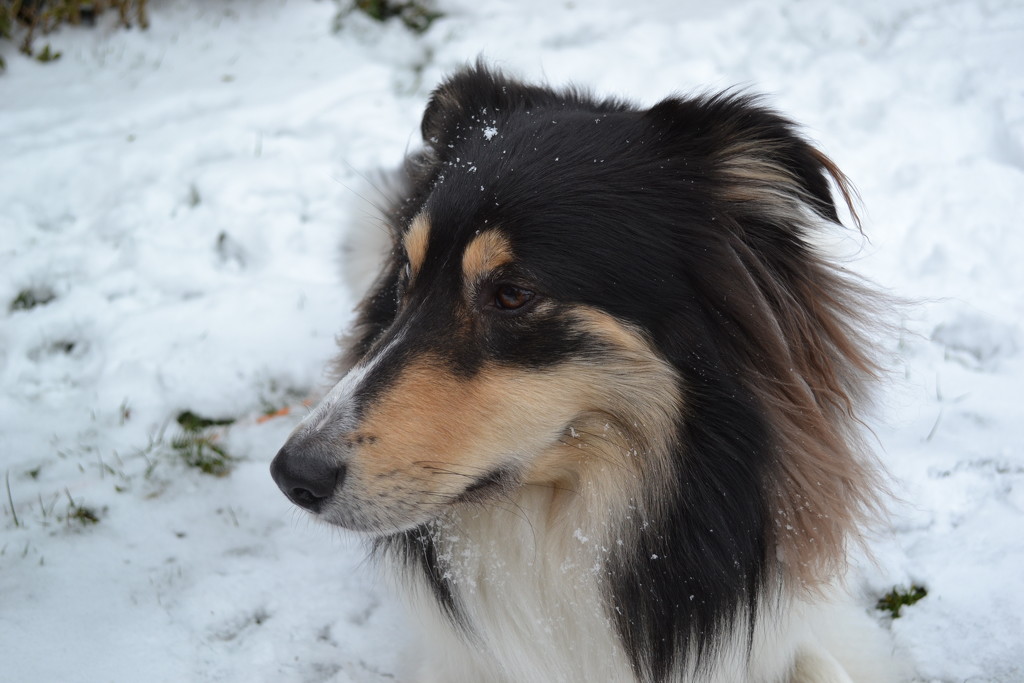 Snow dog by brennieb