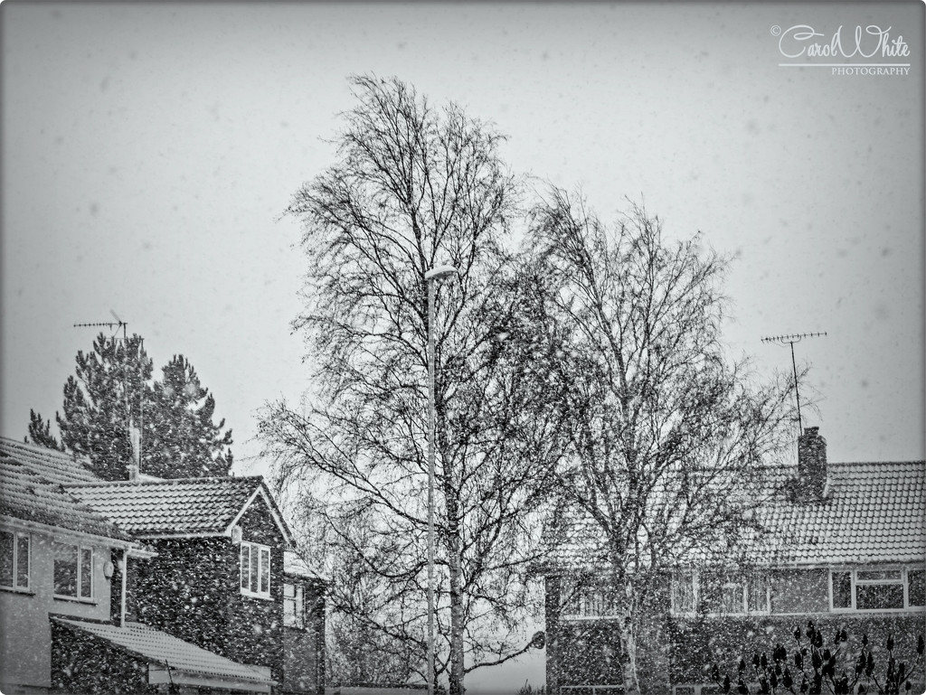 Snowy Morning (best viewed on black) by carolmw