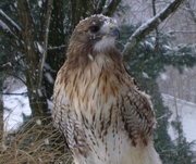 13th Jan 2017 - Day 13:  Snowy Red-Tail 