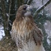 Day 13:  Snowy Red-Tail  by jeanniec57