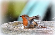 13th Jan 2017 - Bathing robin