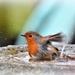 Bathing robin by rosiekind