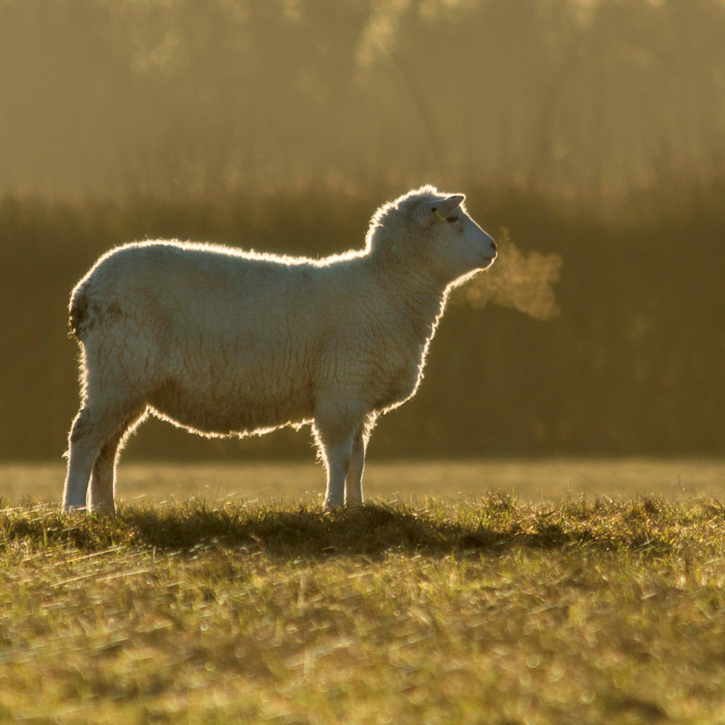 This is the first of my 365 project. A Cold Sheep by jon_lip