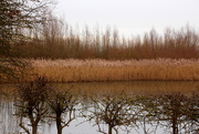 11th Jan 2017 - Reeds on the lake