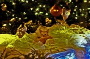 21st Dec 2010 - "Under the Christmas Tree"