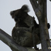 windblown by koalagardens