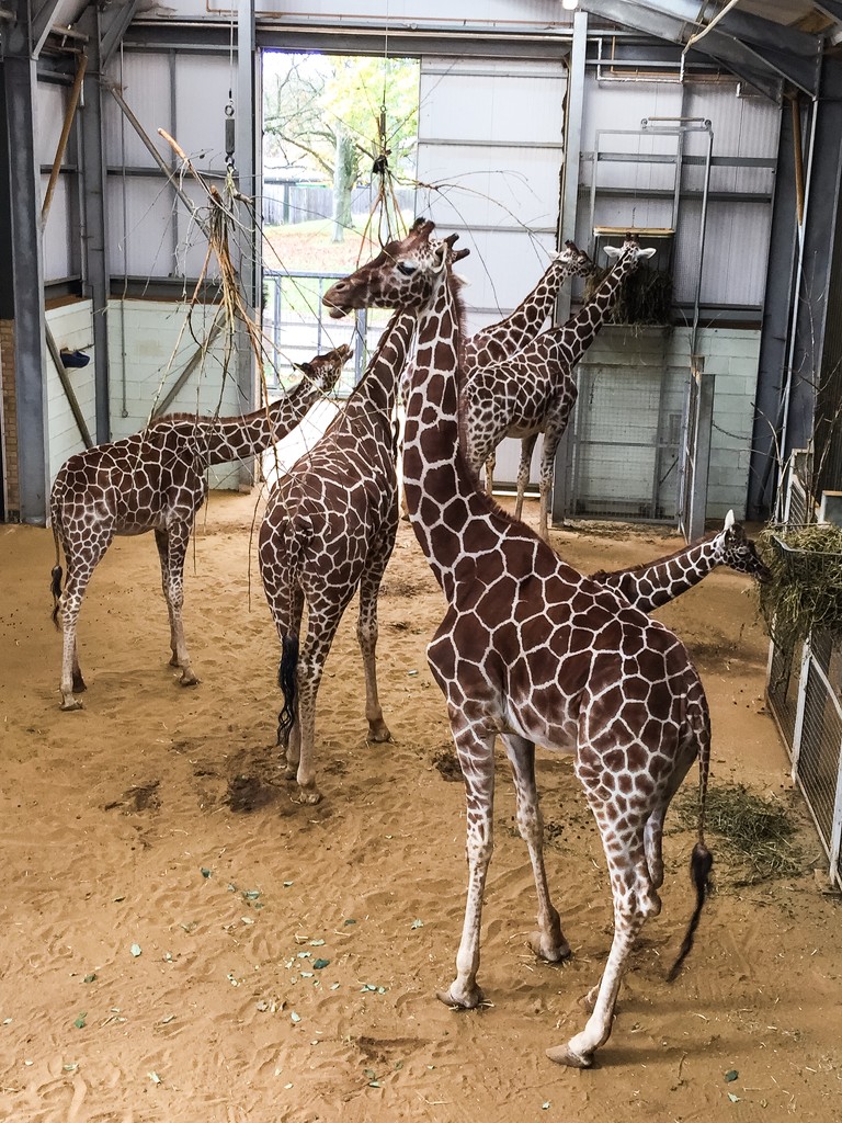 Giraffes  by karendalling