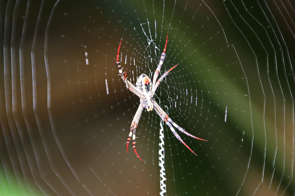 Female St Andrews Cross Spider by terryliv
