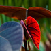 My Garden - Hibiscus tiliaceus by annied