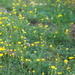 Dandelions lawns need mowing  by Dawn